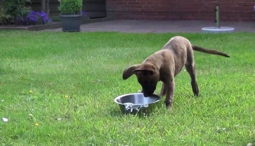 Puppy delightfully confused how to drink from water bowl