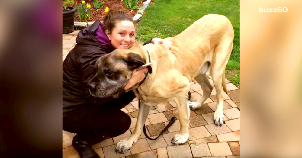 200 lb Bull Mastiff Is Rescued After Getting Stuck In The Backseat Of A Car