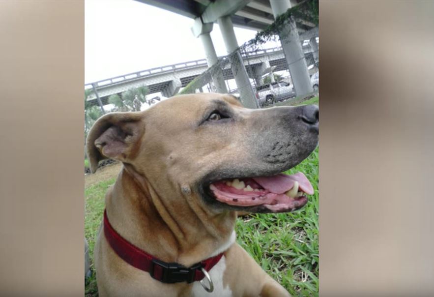 Loyal Service Dog Sacrifices Her Life To Protect Her Human From An Alligator