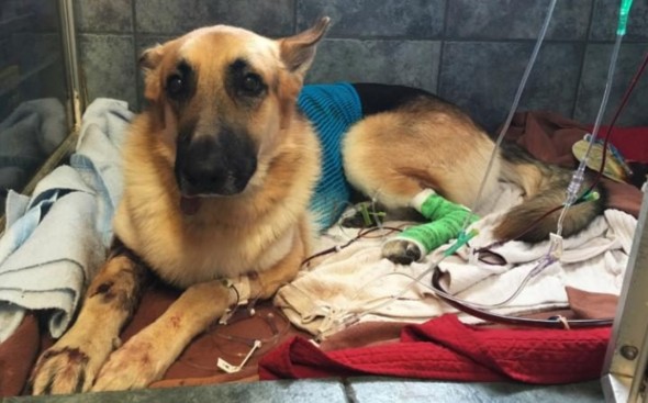 Over $50,000 Raised for Rescue Dog That Took Snake Bites to Save Little Girl