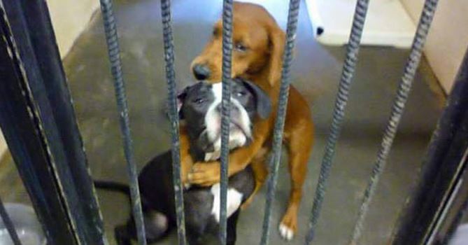 Two dogs at a shelter were going to be euthanized but watch what happens next…