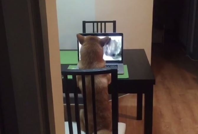 Dog sits like human, watches videos on laptop