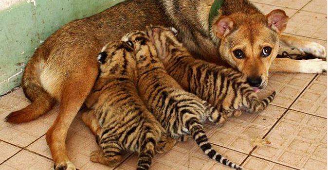 The unlikeliest mother for rescued tiger cubs to give them a new start in life