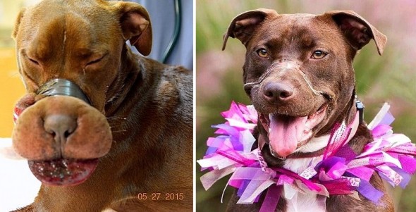 Caitlyn, the Dog Found With Her Muzzle Taped, One Year Later