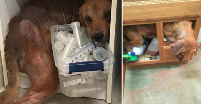 Sick Pup Was Hiding Behind The Shelf In This Room. When I Learned Why? I’m Heartbroken.