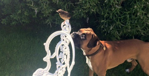Big Goofy Boxer Rescues and Adopts Orphaned Baby Bird