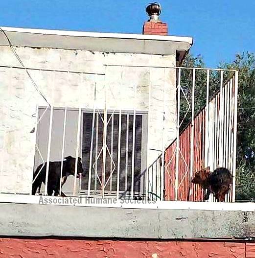 Dogs Forced to Live on a Roof Rescued from the Bubbling Tar