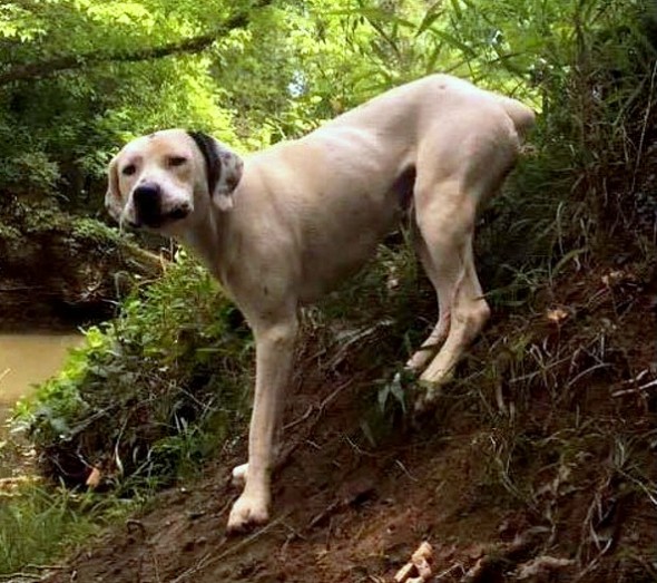 Seven-Year-Old Catches Stray Dog That Refused to Be Caught by Anyone Else