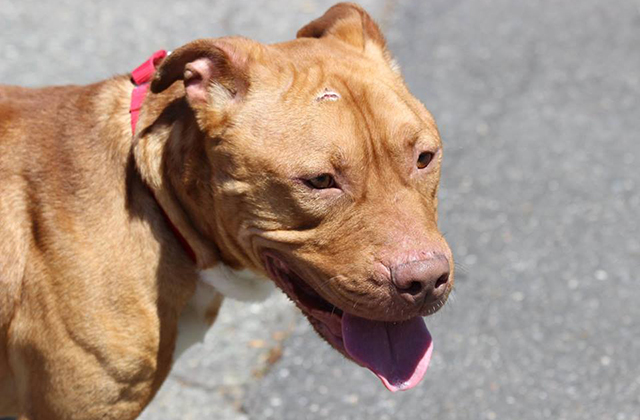 Dog Dedicates Life to Giving Everyone He Meets a High-Five After Surviving Being Shot in the Head