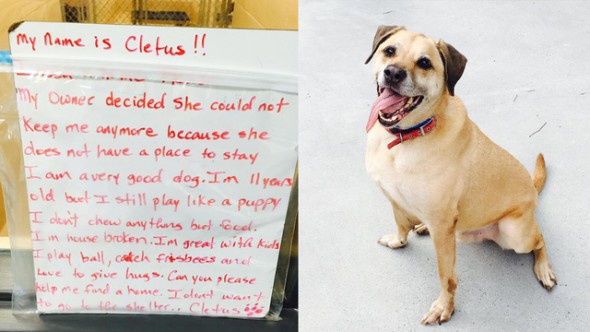 Homeless Person Surrenders Dog Hoping Someone Will Give Him a Better Life