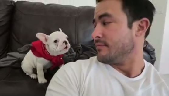 Man Tells Puppy That He’s Handsome, and His Reaction Is Too Cute!