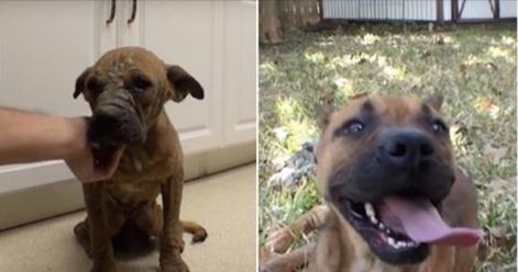On The Verge Of Euthanasia, This Once Hopeless Pup Gets A Second Chance!