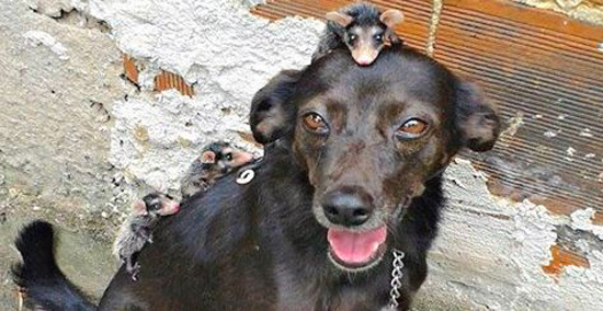 Dog Adopts Four Orphaned Opossums And Gives Them Adorable Piggyback Rides