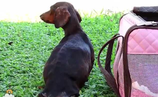 Pregnant, Paralyzed Dog Gets The Ultimate Happy Ending