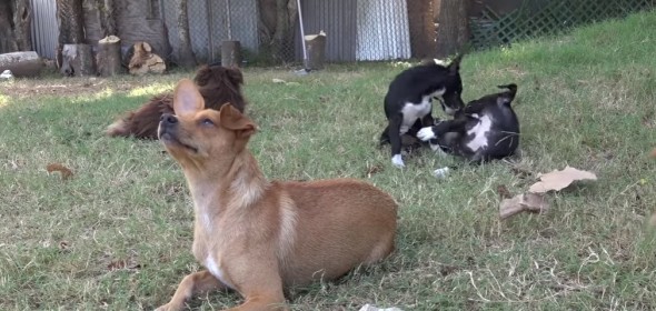 Incredible Rescue of Homeless Puppies Forced to Live Under a House in Houston, Texas After Flooding