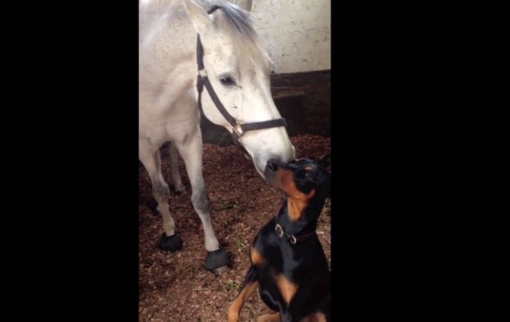 Horse & Doberman Share Beautiful Friendship