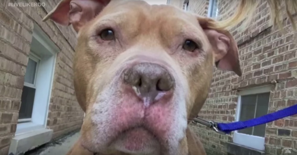 Would You Do Something Like This For A Deserving Dog?