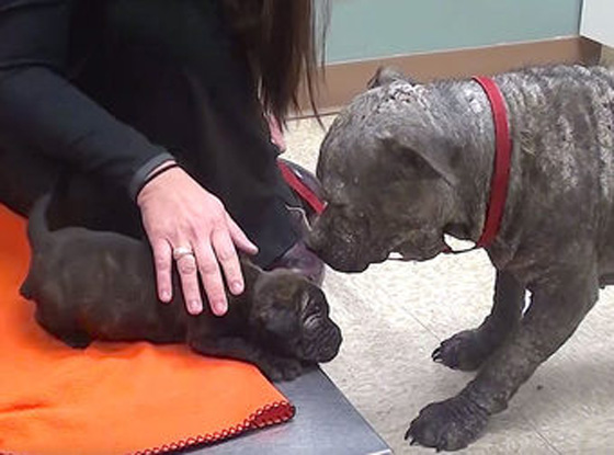 Homeless Mom And Pup Riddled With Mange Get A Life-Changing Transformation