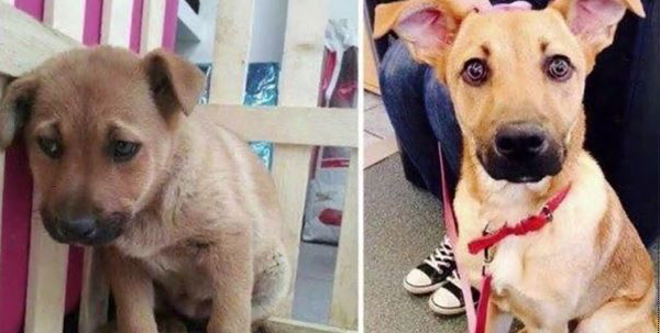 This Video Will Show You How Shelter Dogs Transformed After They Found A Loving Home