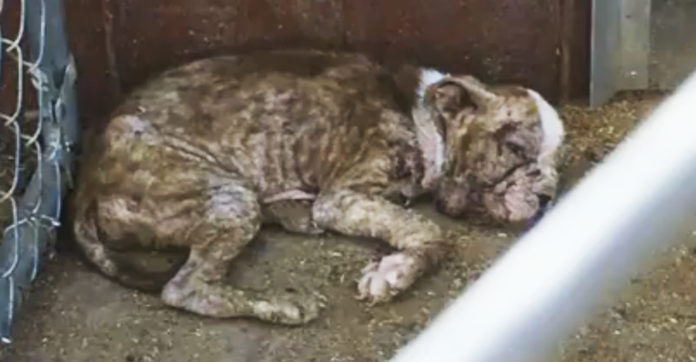 A Breeder Surrendered A Puppy Barely Hanging On To Life. They Couldn’t Believe Their Eyes.