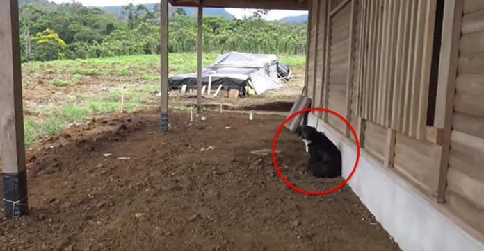 They Were Shocked To See The Dog Chained Outside. When They Learned Why? Heartbroken.