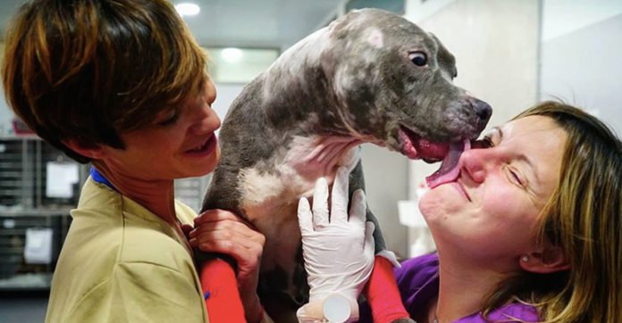 They Rescued A Bait Dog From The Horrors Of Dog Fighting. When They Saw Her Mouth? OMG.