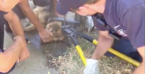 Compassionate Firefighters Free A Frantic Dog That’s Stuck In Fence