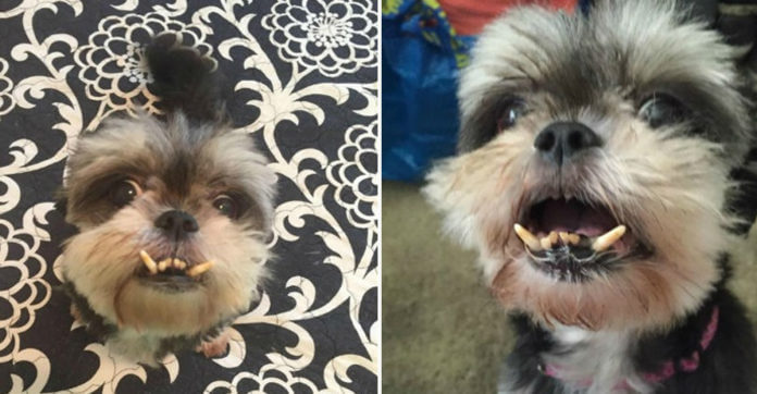 She Was Rescued From A Puppy Mill Months Ago, But When She Turned 10? I’m All Tears.