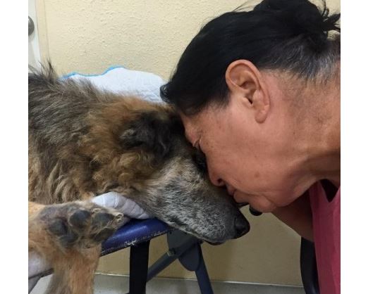 Woman Gives Beautiful Send-Off to the Dog She Saved 17 Years Ago