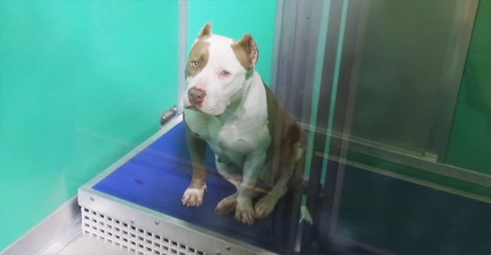 He Looks Into A Sad Shelter Dog’s Eyes, Then He Notices THIS About The Floor…