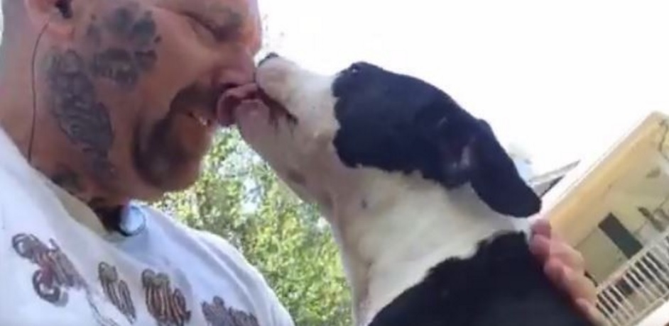 Dog Saved from Fighting Pits Can’t Stop Laying on the Kisses to His Rescuer