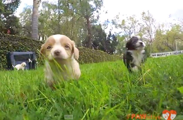 These Rescue Pups Will Teach You An Important Lesson About Life’s Little Wonders