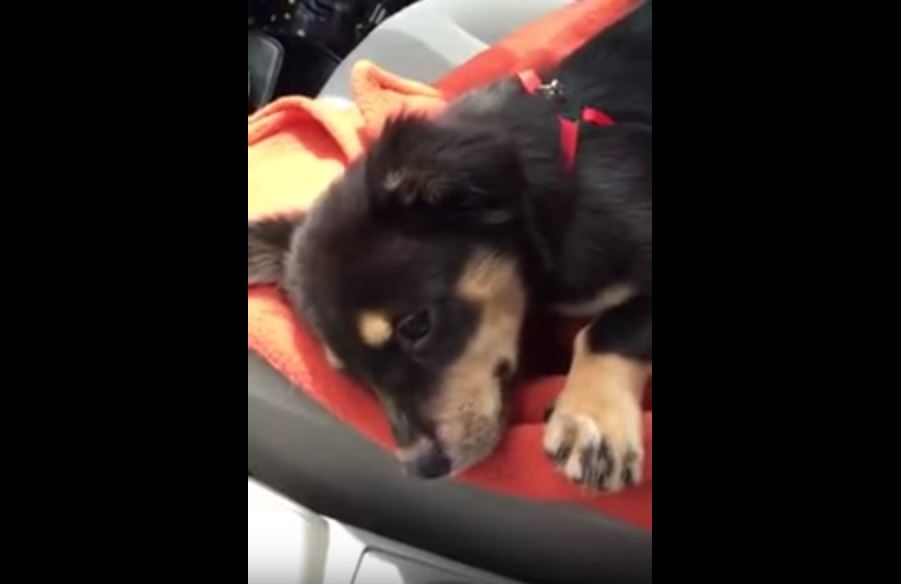 Puppy Throws Cutest Temper Tantrum When Not Allowed on Foster Mom’s Lap