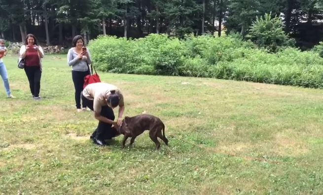 After A Year At Sea, She Reunited With Her Pit Bull And Got The Best Reaction!