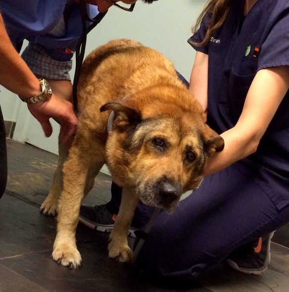 Senior Dog With Heartworm Who Spent Months on a Pound Floor Is FINALLY Gettin’ Some Lovin’