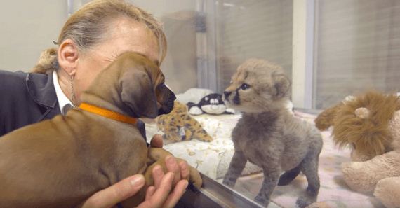 This Dog And Cheetah Met As Babies. Two Years Later, They Still Haven’t Left Each Other’s Side!