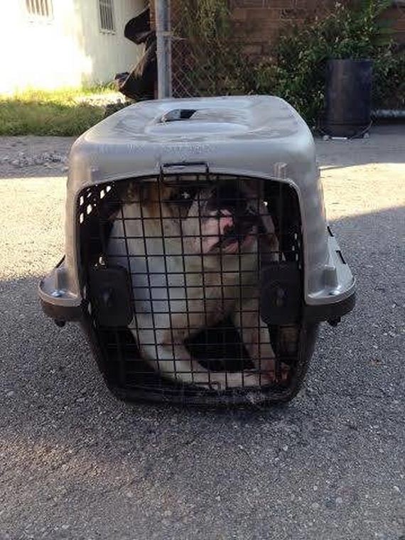 This Poor Baby Was Stuffed Into A Tiny Cat Crate And Abandoned Outside Of A Shelter