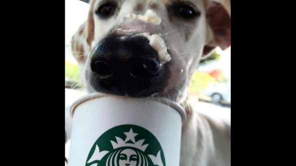 02-Starbucks-adoption