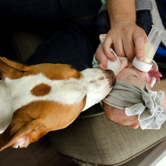 Rescue Dog Falls Madly in Love With His Baby Sister Before He Even Meets Her