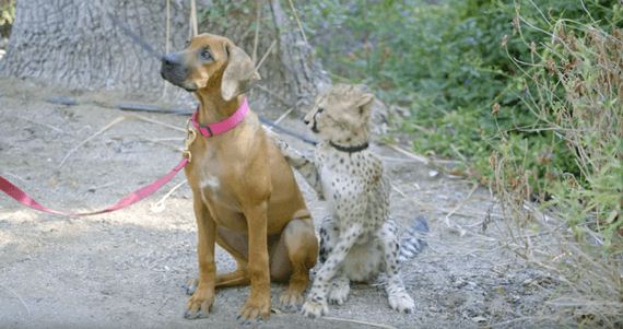 04-cheetah-dog