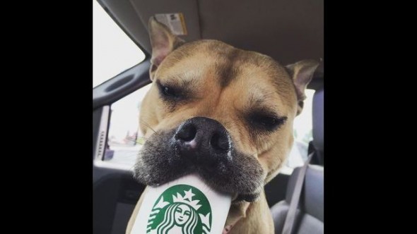05-Starbucks-adoption
