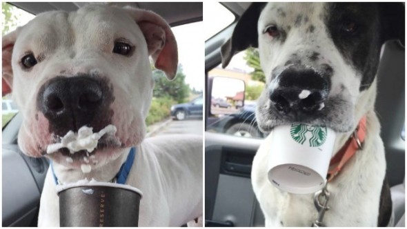 Starbucks in Washington Features “Dog of the Week” to Boost Local Adoptions