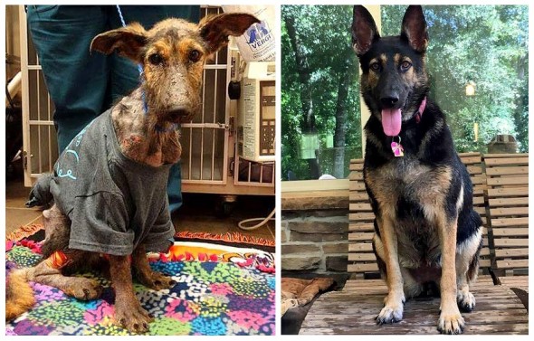 Abandoned German Shepherd Who Had Given Up on Life Makes an Astonishing Recovery