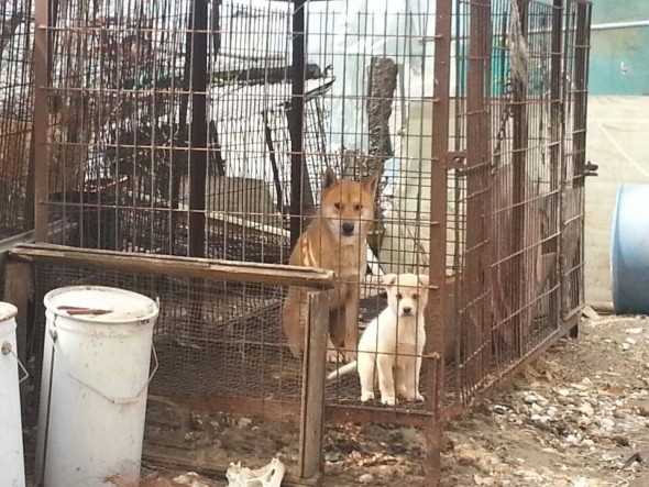 Furbabies Aren’t Food! Two Dogs Saved From South Korea Slaughterhouse