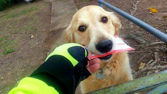 Mailman Writes Little Letters to Dog on His Route Who Loves Getting Mail