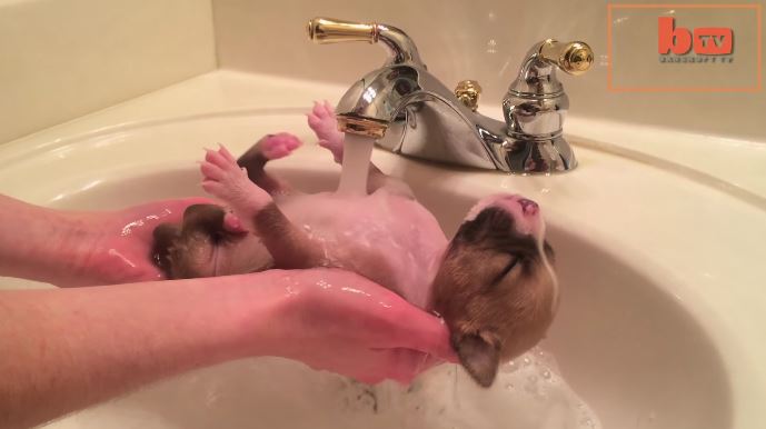 Cute Puppies Who Were Abandoned In A Dumpster Get Their Very First Relaxing Bath!