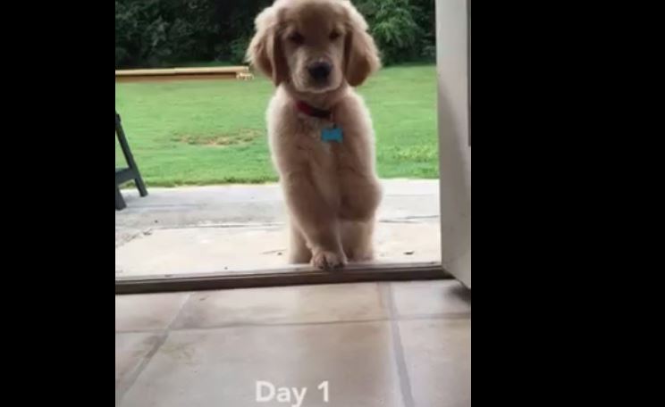3-legged puppy conquers massive doorway challenge