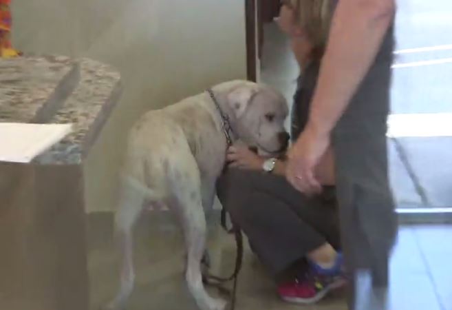 Dog Abandoned and Left to Die in Everglades Makes Miraculous Recovery!
