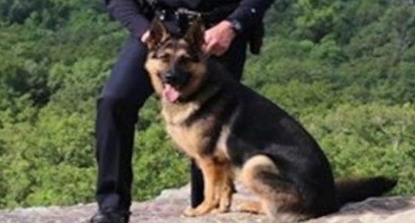 Missing Police Dog Wounded in Arkansas Shooting Found Alive