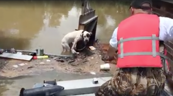 Dog Stuck Clinging to a Broken Fence Rescued from Louisiana Flood